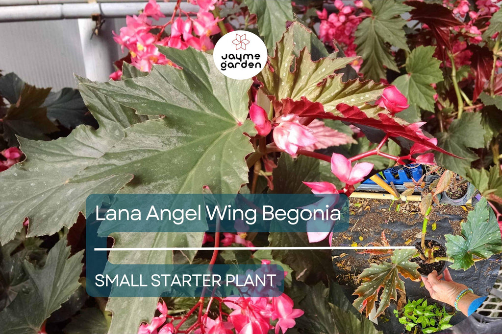 Lana Angel Wing Begonia Starter Plant - 10 Inches Tall - Bright Pink Flowers & Stunning Foliage for Indoor Decor Tropical Gardens