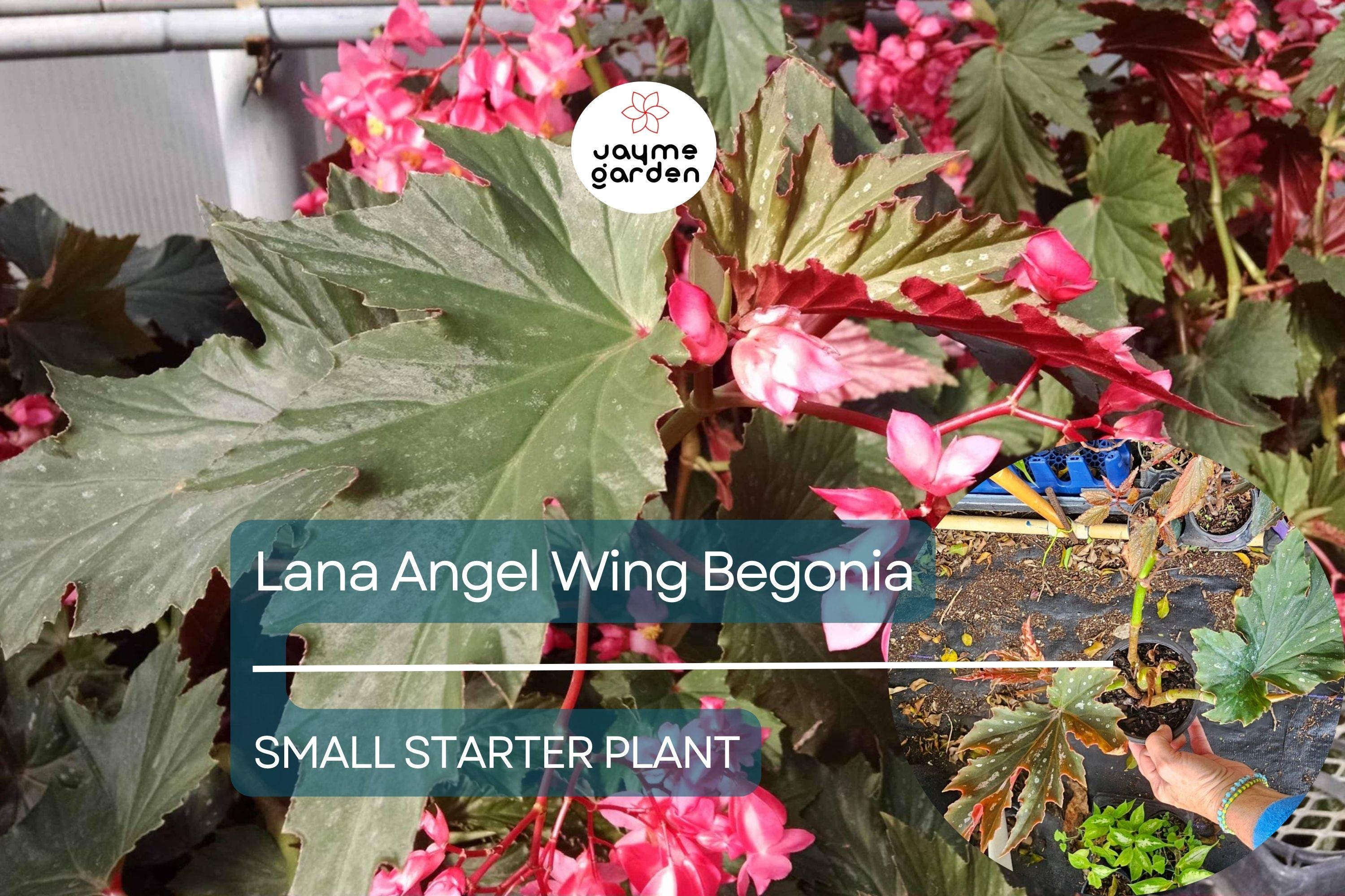 Lana Angel Wing Begonia Starter Plant - 10 Inches Tall - Bright Pink Flowers & Stunning Foliage for Indoor Decor Tropical Gardens