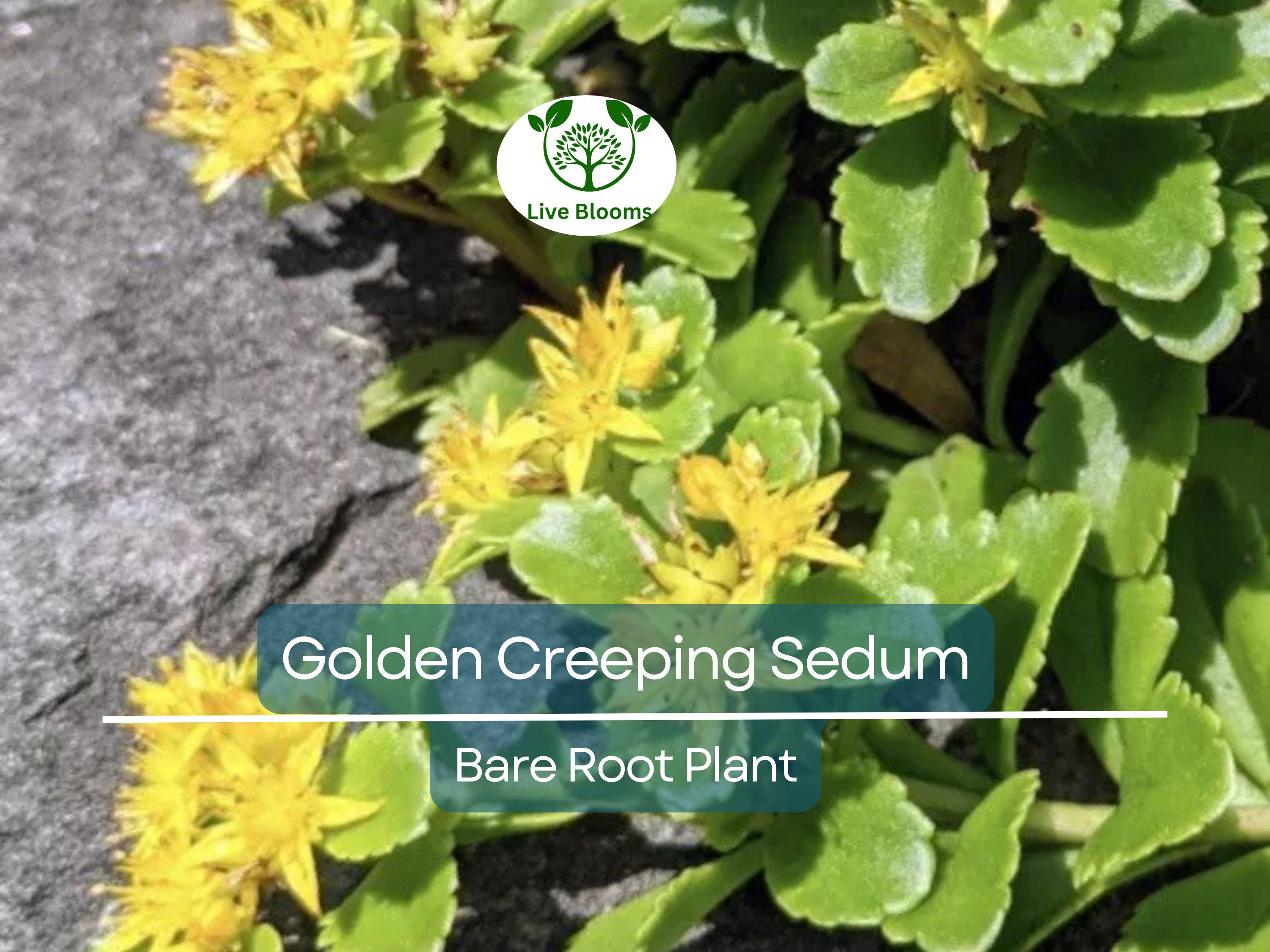 15 Ground Cover Golden Creeping Sedum, Yellow Perennial, Sedum acre, Drought Tolerant, Low Maintenance, Bare Root Plants for Garden