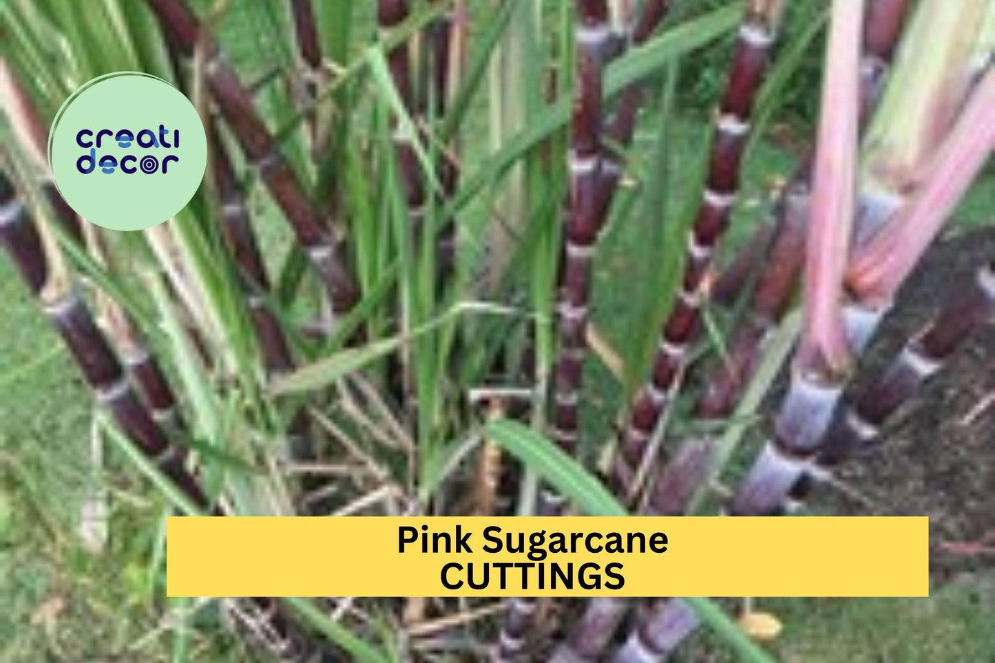 5 Pink Sugarcane Cuttings – Rooted & Ready to Plant – 10 Growth Nodes – Sweet Tropical Variety for Garden or Pots – USA