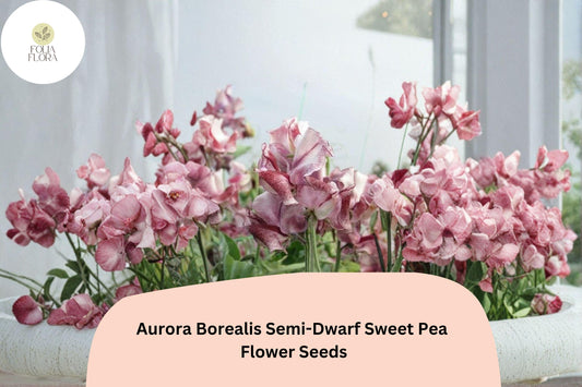 50+ Aurora Borealis Semi-Dwarf Sweet Pea Seeds | Vibrant Multi-Color Flowers for Garden & Trellis