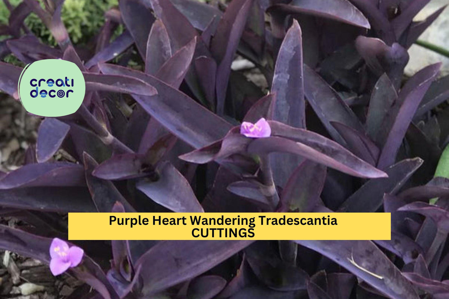 10 Purple Heart Wandering Jew Cuttings – Tradescantia pallida purpurea Live Plants for Pots, Borders & Hanging Baskets – USA