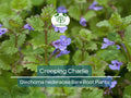 10 Creeping Charlie Vines – Bare Root Plants – Glechoma hederacea – Evergreen Groundcover – Fast-Spreading Shade Vine