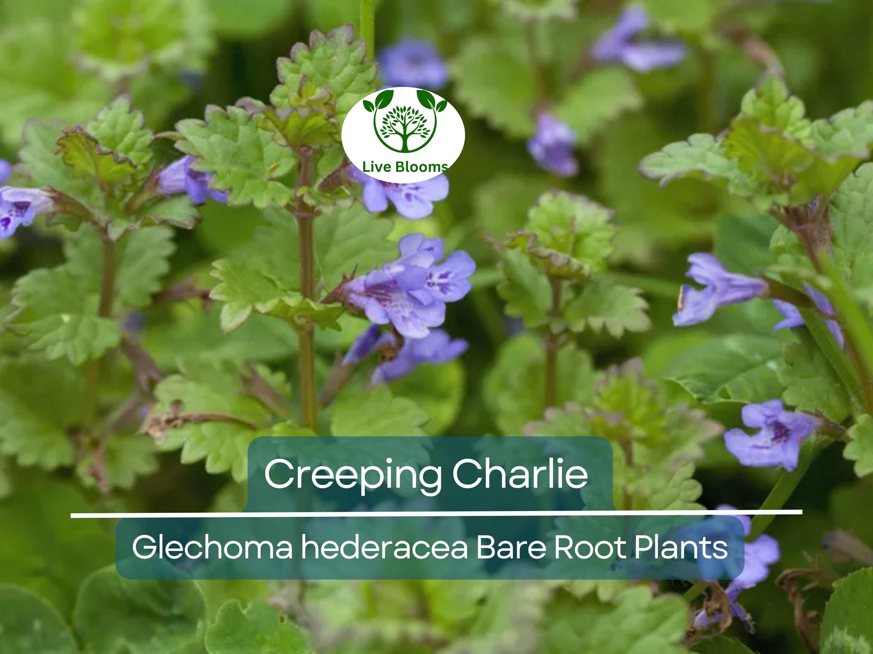 10 Creeping Charlie Vines – Bare Root Plants – Glechoma hederacea – Evergreen Groundcover – Fast-Spreading Shade Vine
