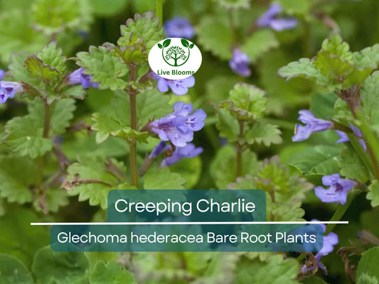 10 Creeping Charlie Vines – Bare Root Plants – Glechoma hederacea – Evergreen Groundcover – Fast-Spreading Shade Vine