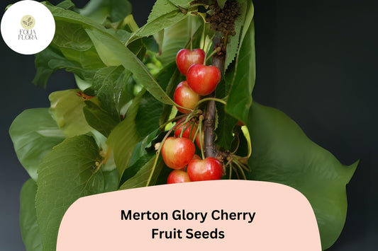 10+ Merton Glory Cherry Seeds – Sweet, Large, Juicy White Cherry Tree