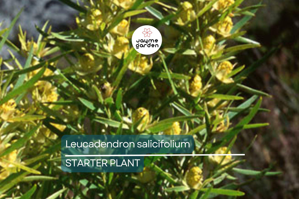 Leucadendron salicifolium Seedling 6+" Tall | Willow-Leaved Protea Plant | Rare South African Shrub | Ready to Transplant