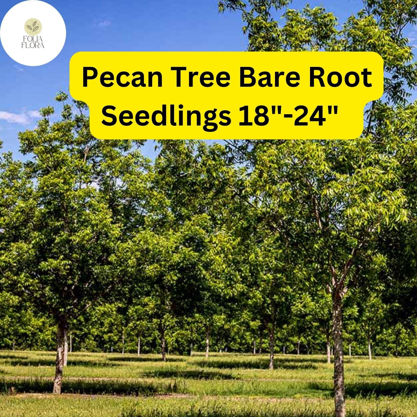 2 Live Bare-Root Seedlings Hardy Pecan Trees (Carya illinoinensis) 18"-24"