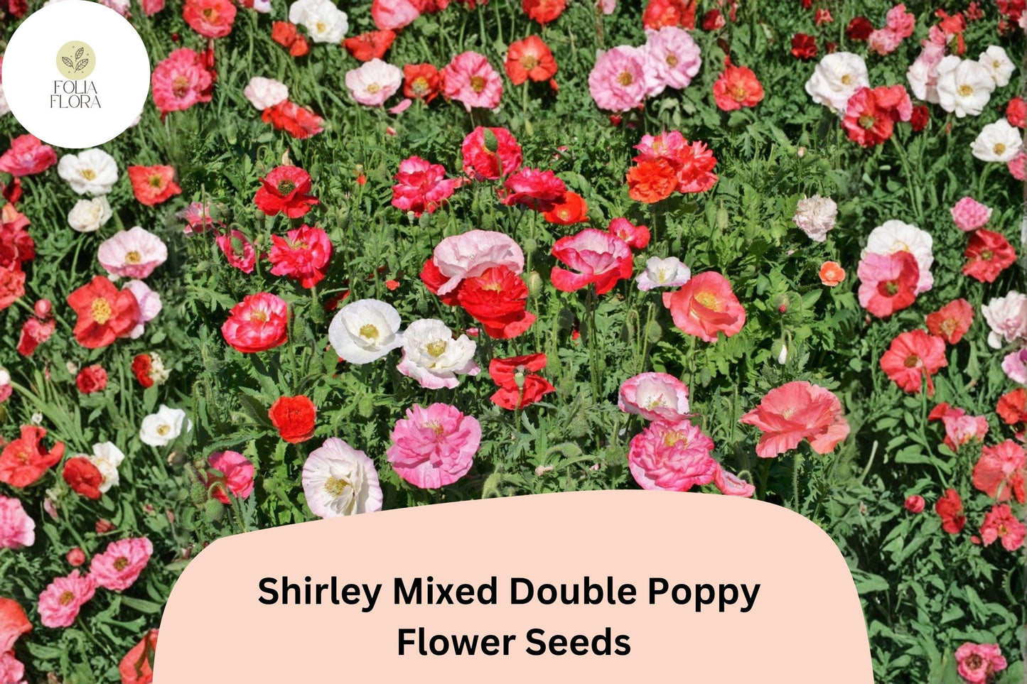 200+ Shirley Mixed Double Poppy Seeds for Garden Planting – Vibrant Double Blooms, Easy to Grow Annual Wildflower
