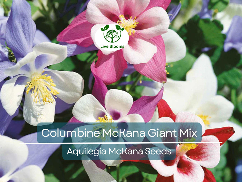 200 Seeds Columbine McKana Giant Mix, Perennial Hummingbird & Butterfly Flowers, Non-GMO Aquilegia, Vibrant Colors, Easy to Grow for Gardens