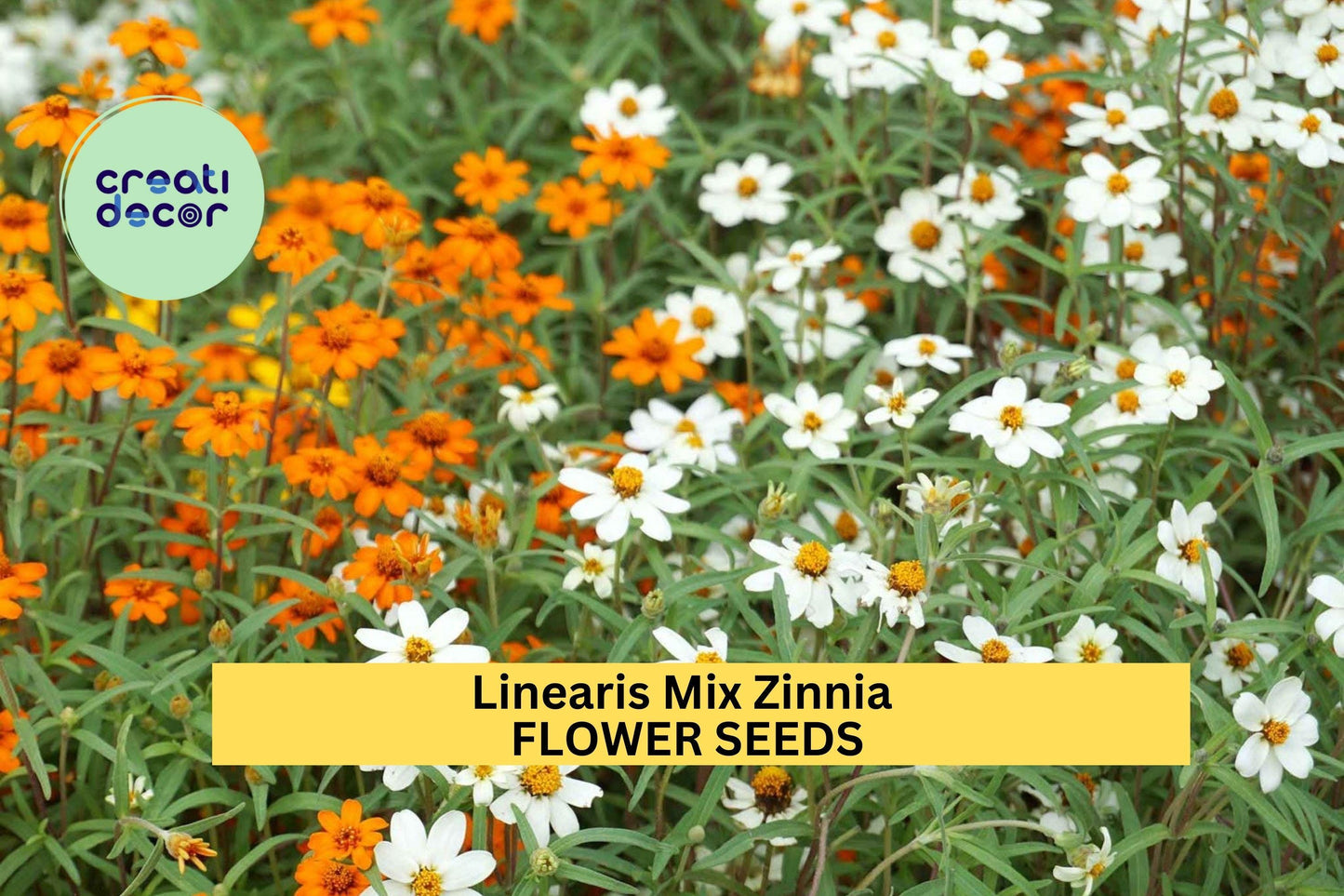 100+ Linearis Mix Zinnia Seeds – Compact Narrow-Leaved Blooms for Garden Planting, Drought-Tolerant Annuals for Borders – USA