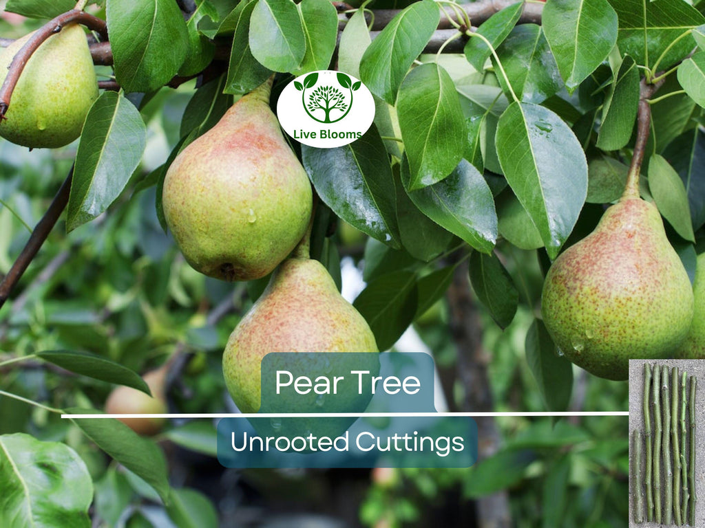 5 Organic Pear Tree Unrooted Cuttings, 10" Long Each, Perfect for Propagation, Fruit Tree, Grow Your Own Pears, Hardy and Easy to Grow
