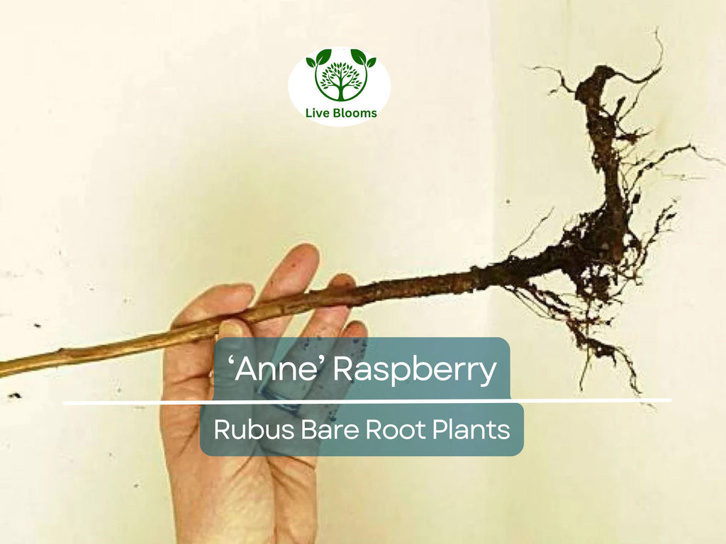 3 ‘Anne’ Raspberry Plants – Bare Root Canes – Super Sweet Yellow Berries – Fall-Bearing Raspberry for Zones 4–8