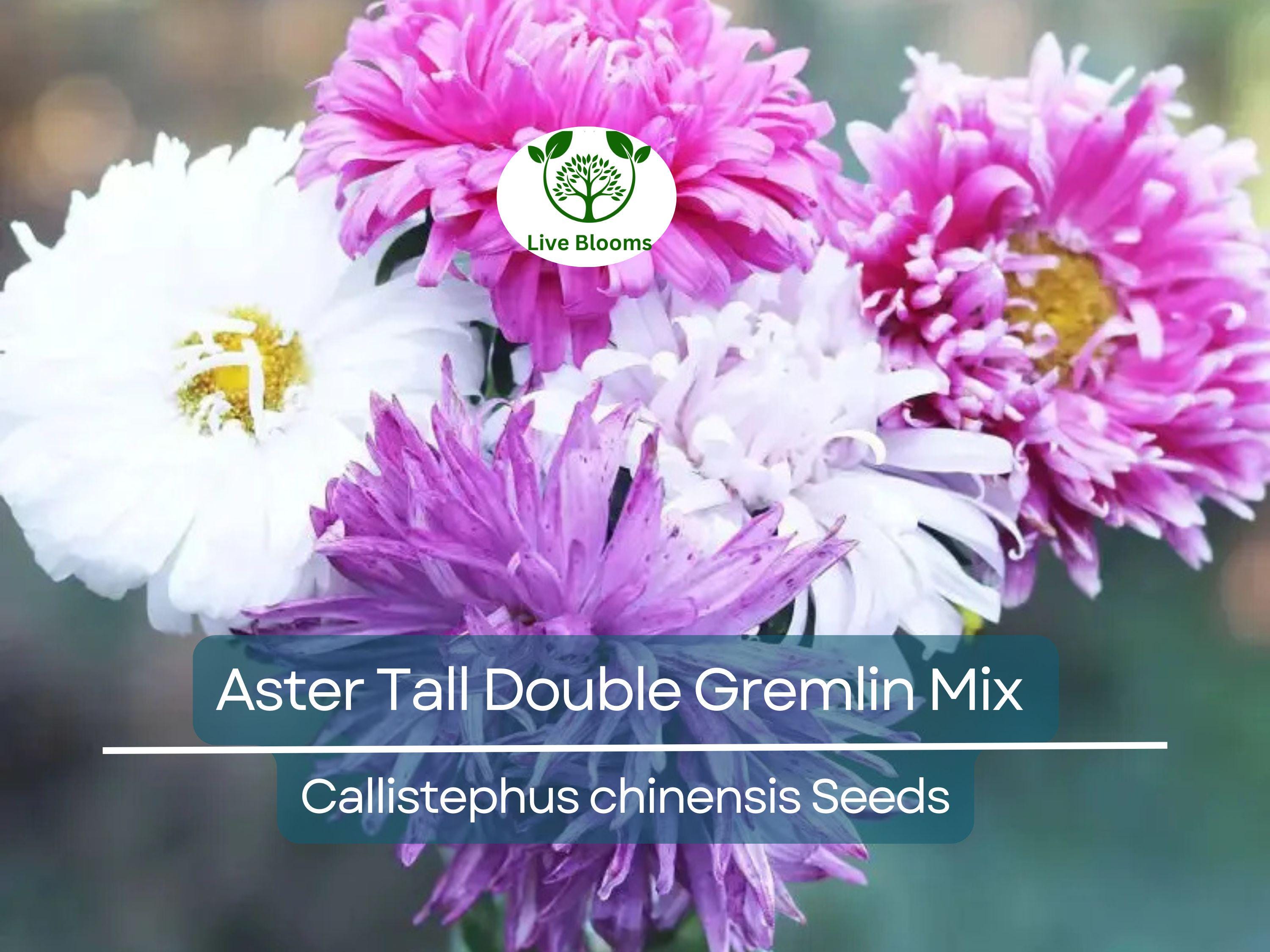 200 Seeds Aster Tall Double Gremlin Mix, Aster novi-belgii, Non-GMO 30" Cut Flowers, Sun/Part Shade Perennial, Vibrant Garden Blooms