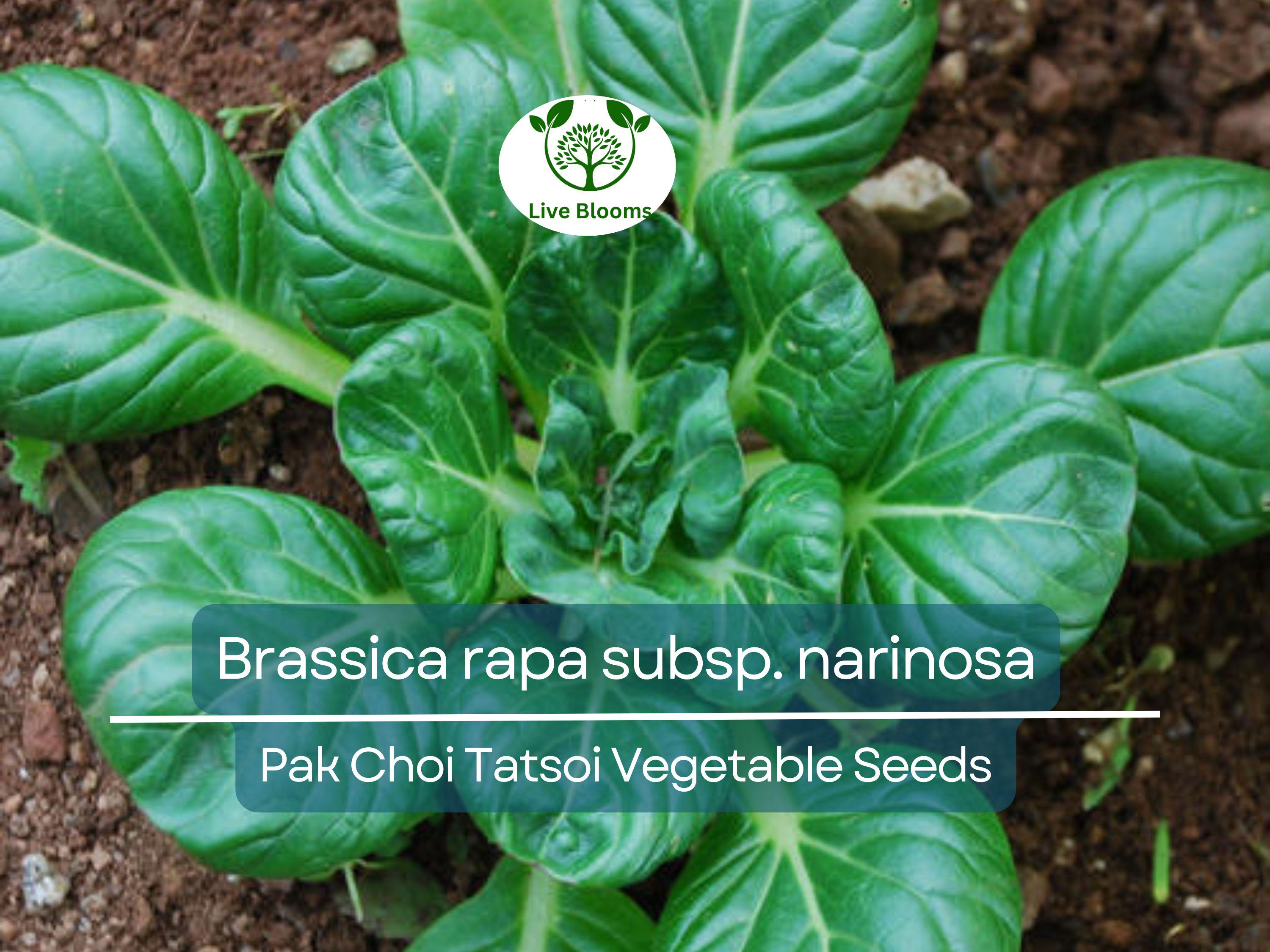 250 Pak Choi Tatsoi Seeds - Brassica rapa subsp. narinosa | Heirloom Asian Greens for Planting, Gardening & Stir-Fry