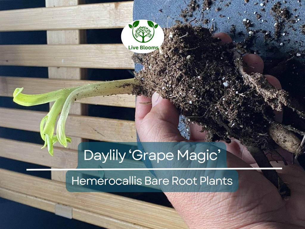 1 Daylily ‘Grape Magic’ – Live Bare Root Plant – Summer Blooming Perennial – Purple Bicolor Flowers, Easy & Hardy
