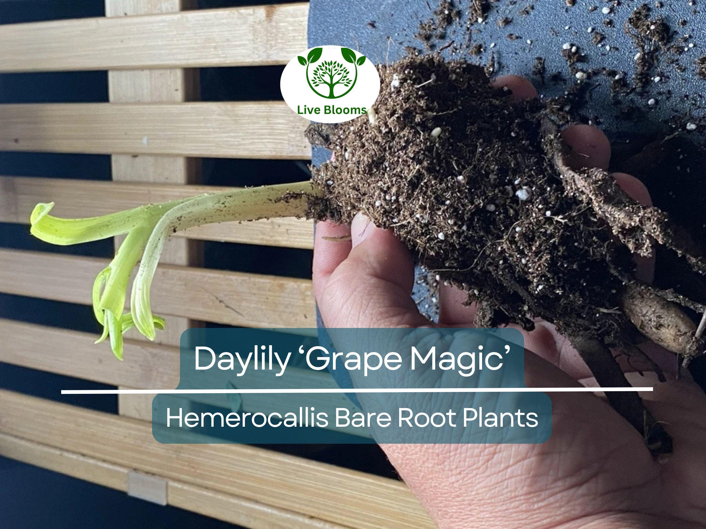 1 Daylily ‘Grape Magic’ – Live Bare Root Plant – Summer Blooming Perennial – Purple Bicolor Flowers, Easy & Hardy