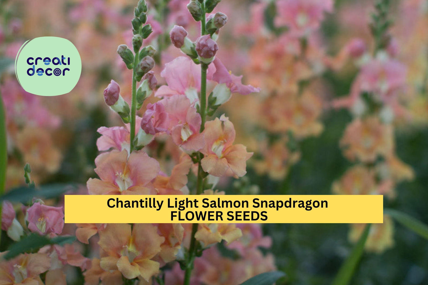 1000+ Chantilly Light Salmon Snapdragon Seeds – Tall Open-Faced Blooms for Garden Planting, Cut Flowers & Borders – USA