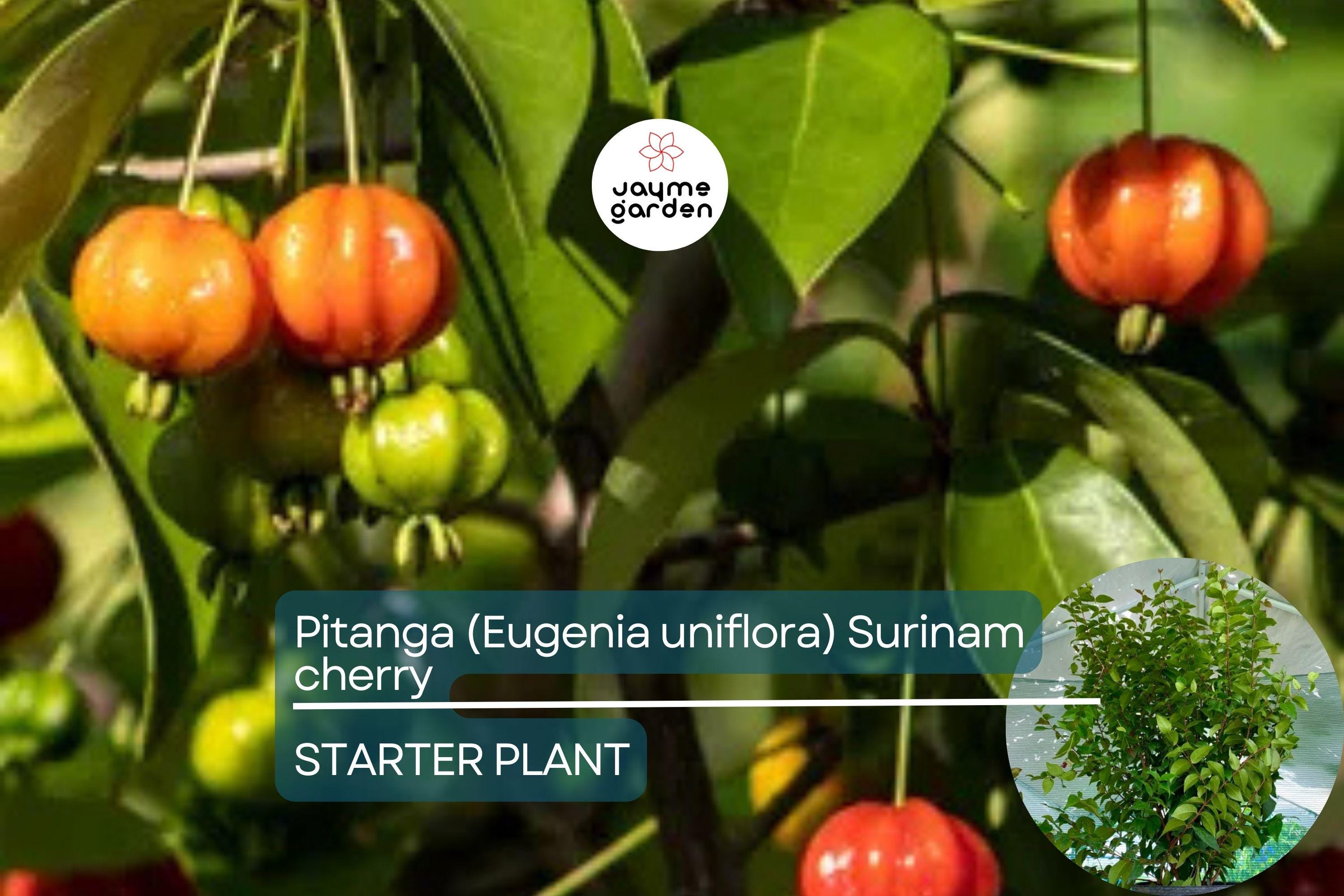 Pitanga (Eugenia Uniflora) Surinam Cherry Tree 2’-3’ – Tropical Fruit Tree with Tangy Delights