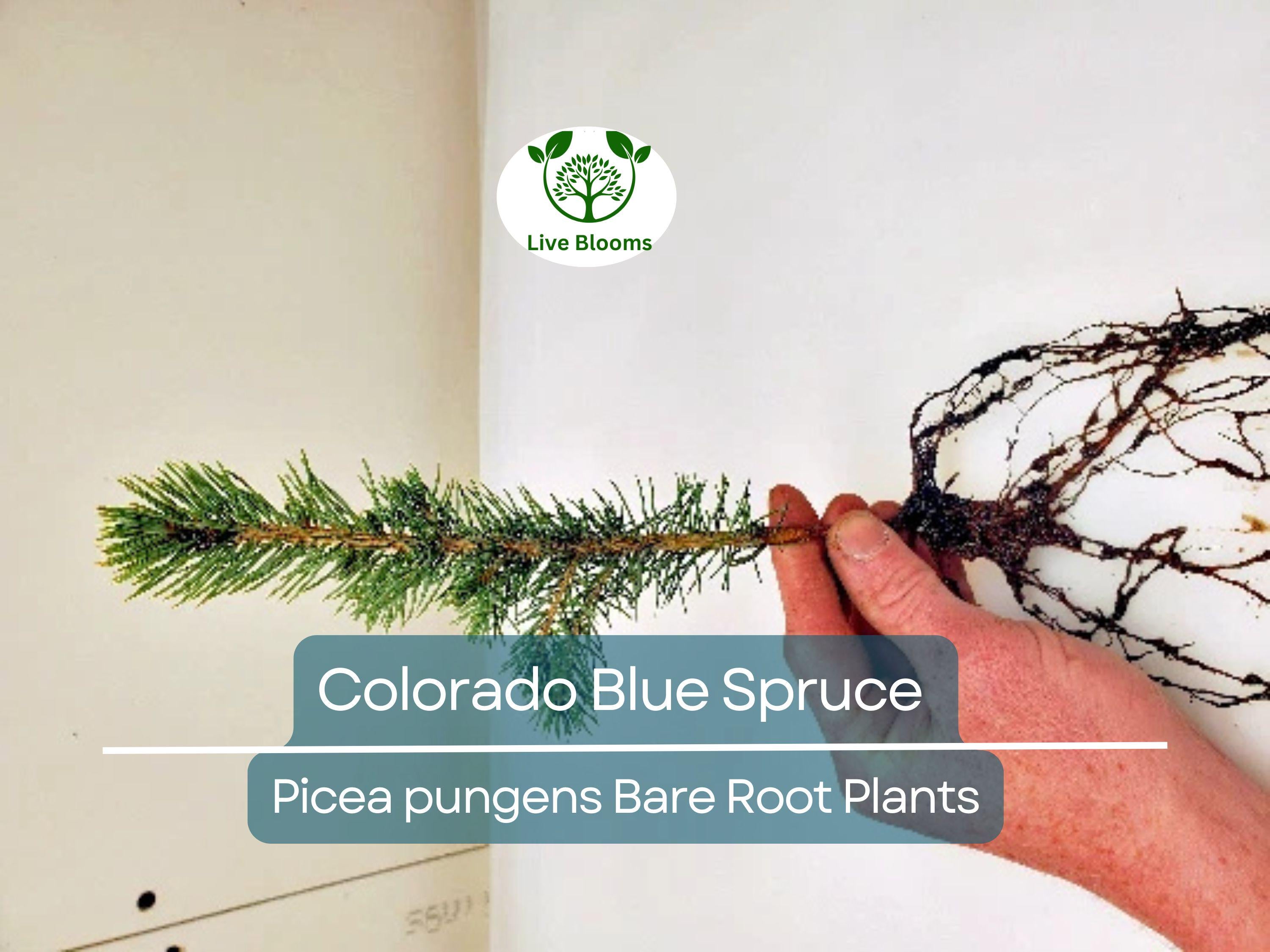 1 Colorado Blue Spruce Tree – Bare Root 9" Seedling – Pre-Bonsai or Landscape Starter – Hardy Evergreen – Zones 2–7