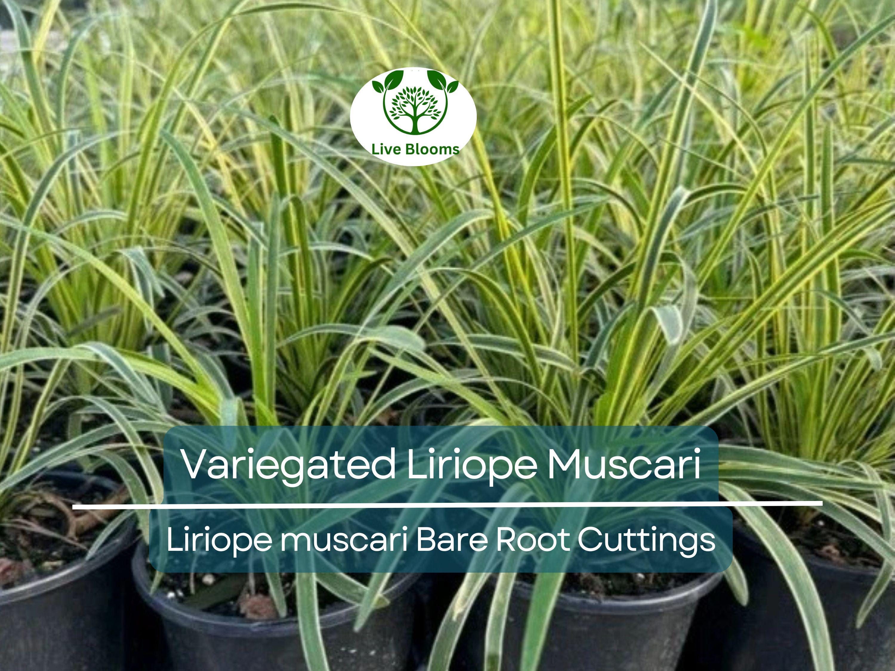 2 Variegated Liriope Muscari – Bare Root Cuttings – Monkey Grass Groundcover – Striped Foliage & Purple Spikes