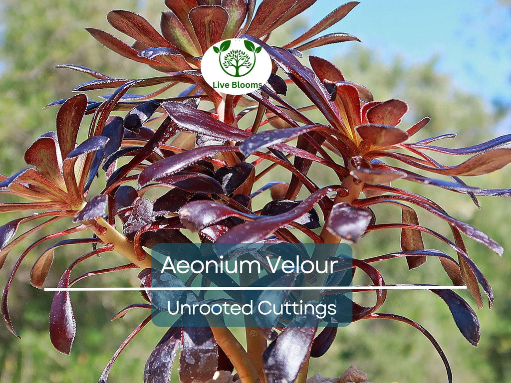 1 Aeonium Velour Succulent Unrooted Cutting 4-5" - Unique Indoor/Outdoor Plant - Beautiful Dark Purple Rosette, Easy to Grow