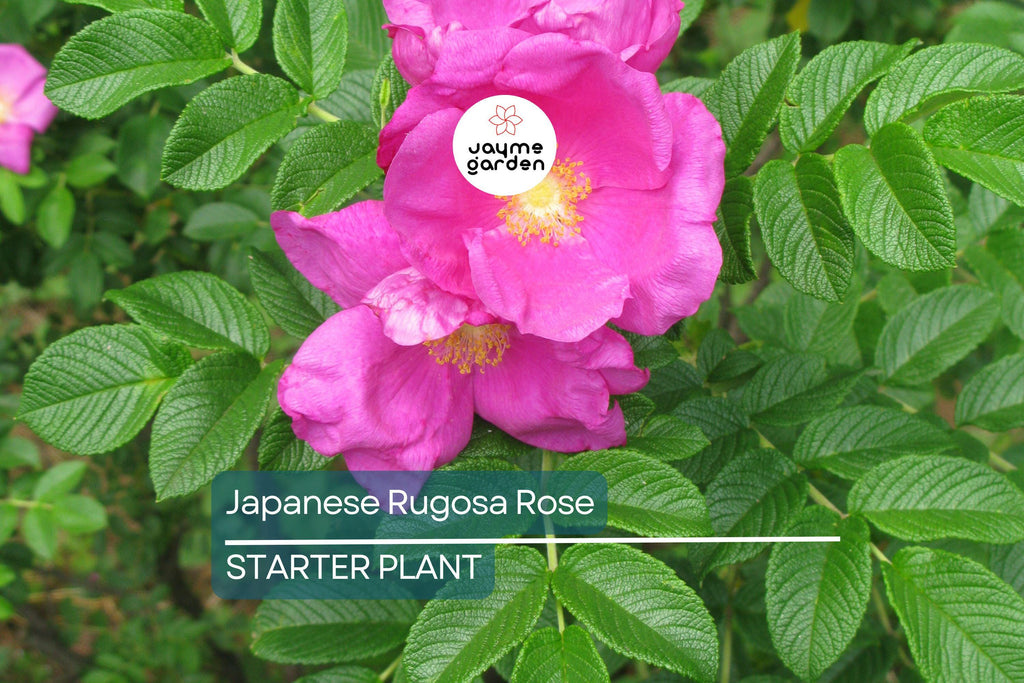 Japanese Rugosa Rose Starter Plant | Live Bare Root 6"-12" | Hardy, Fragrant Rose for Zones 5-10 | Salt-Tolerant with Pink Flowers