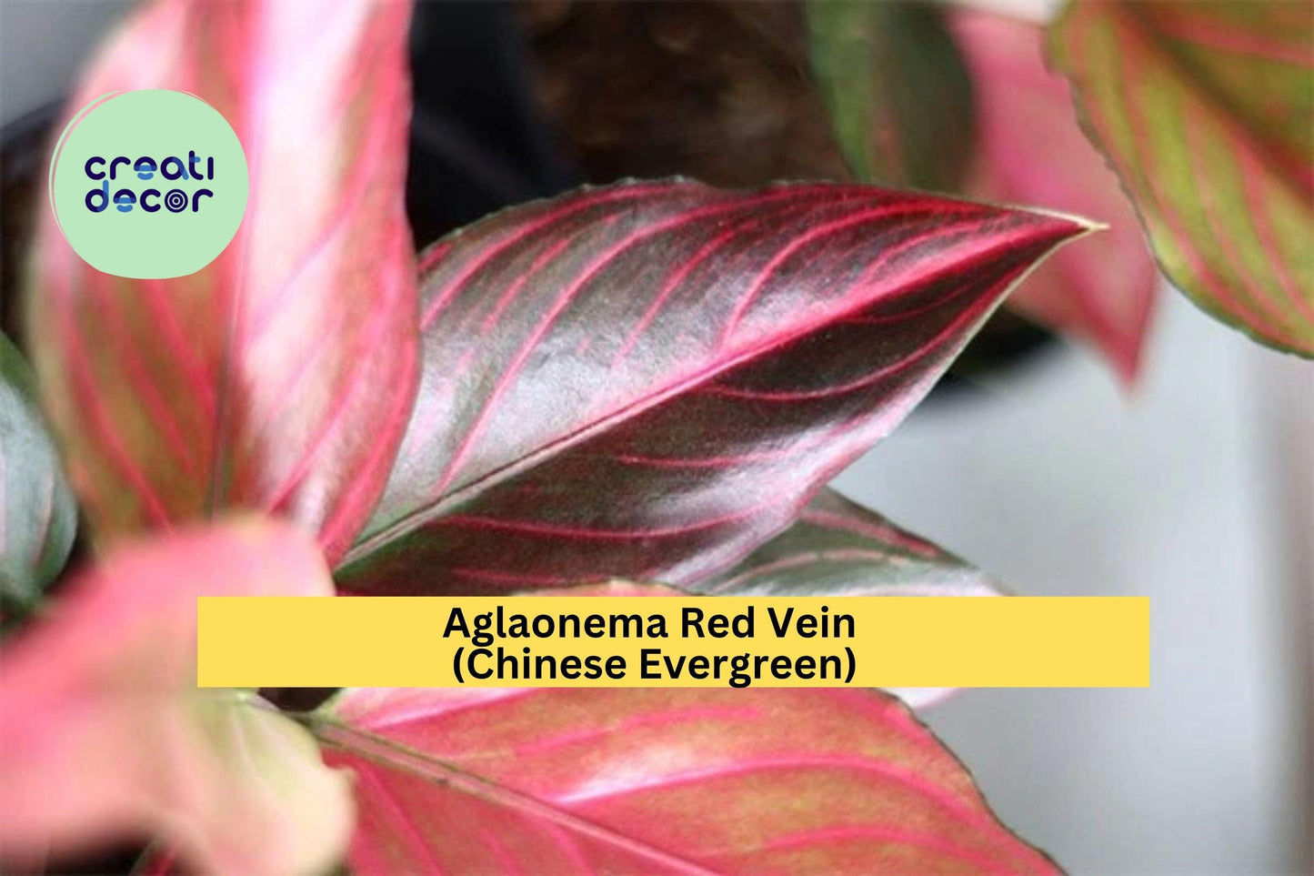 Aglaonema Red Vein – Live Rooted Starter Plant – Colorful Chinese Evergreen Houseplant – Easy Care Indoor Tropical Plant