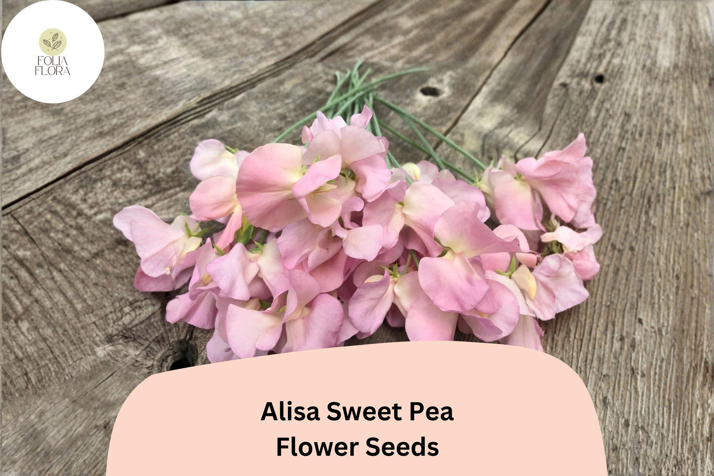 50+ Alisa Sweet Pea Seeds | Lathyrus odoratus | Fragrant Climbing Flowers for Garden Planting