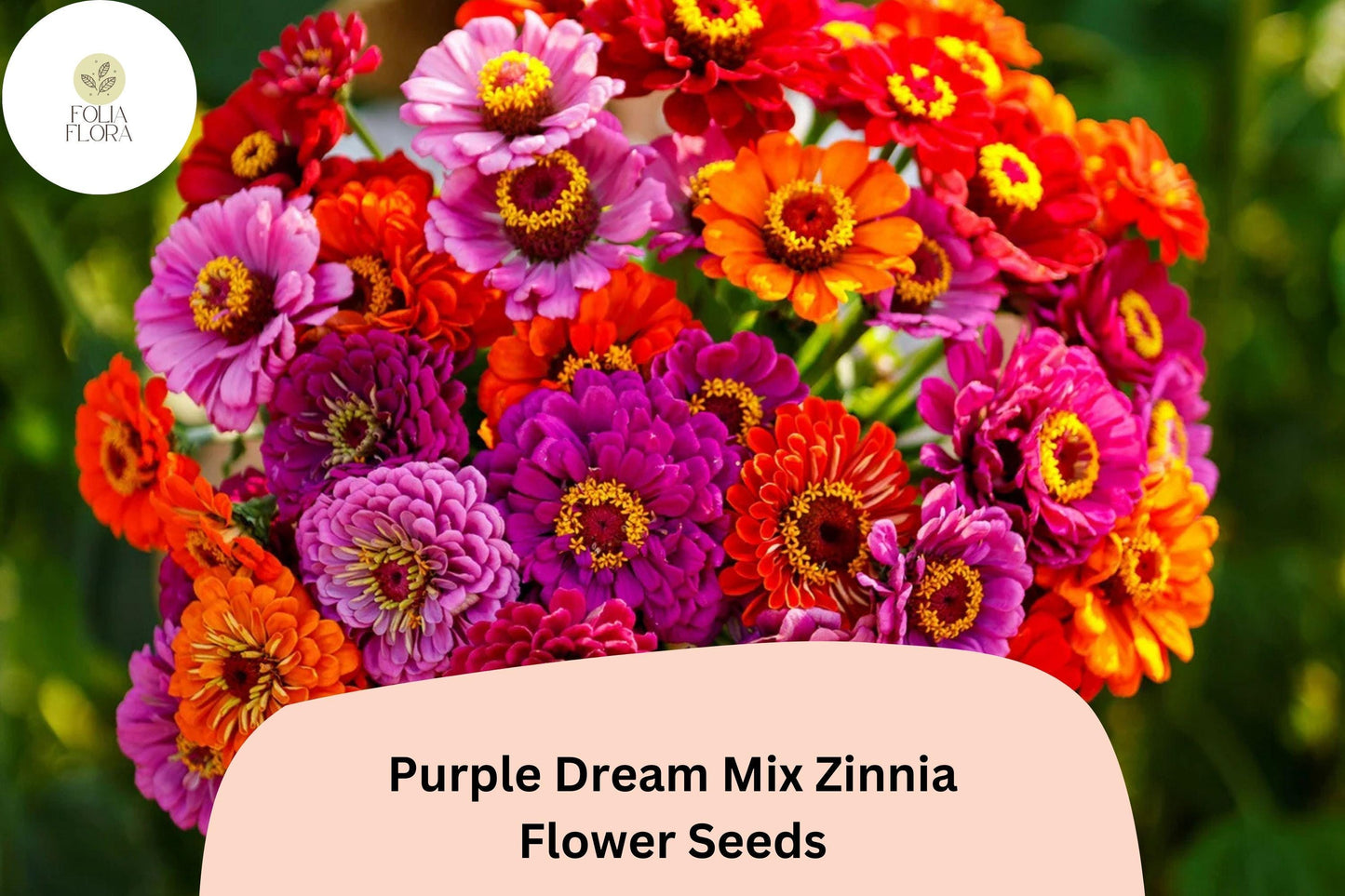 Purple Dream Zinnia Seeds: Violet Bloom Mix, Cut Flowers