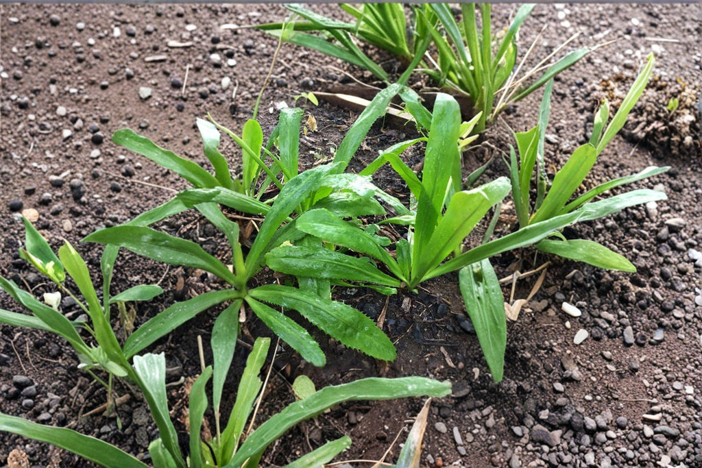 Culantro – Ngo Gai / Vietnamese Recao 100 Seeds | Tropical Culinary Herb | Strong Cilantro Flavor | Essential Asian & Latin Herb