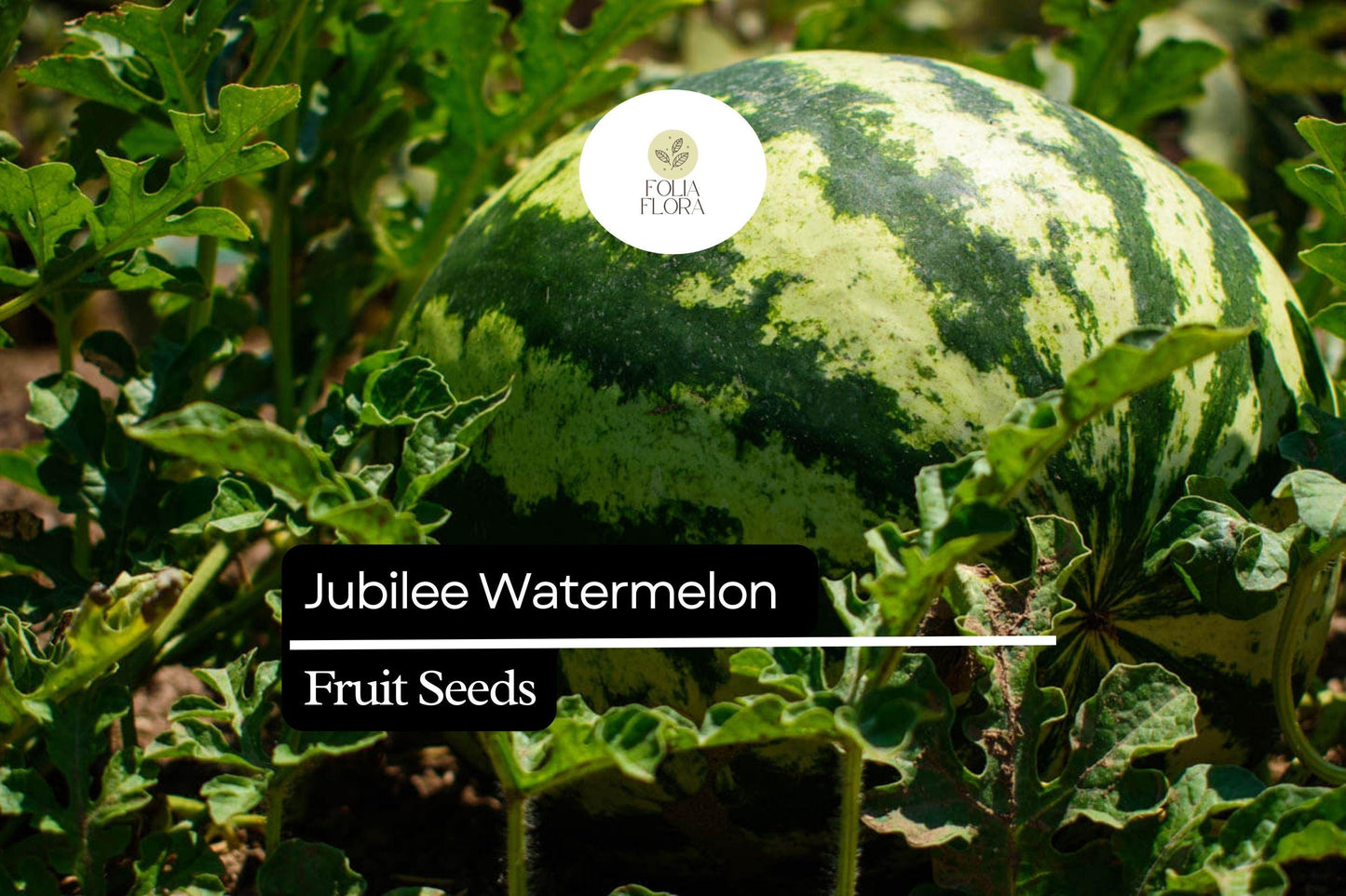 5 Seeds Jubilee Watermelon (Citrullus lanatus) – Sweet, Juicy, Striped Heirloom Variety