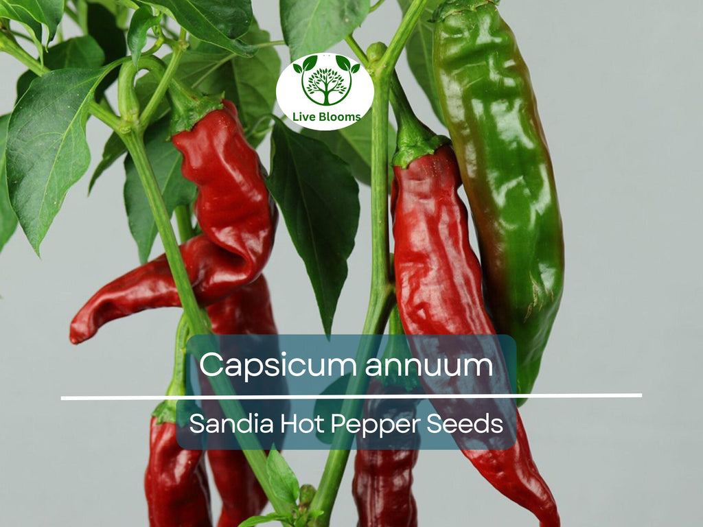 250 mg Sandia Hot Pepper Seeds - Capsicum annuum | New Mexican Heirloom for Planting, Spicy Chili Pepper for Salsas, Cooking, & Home Gardens