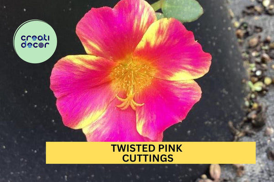5 Twisted Pink Portulaca Cuttings – Purslane Flowering Plant for Containers, Beds & Rock Gardens – Easy to Root – USA Seller