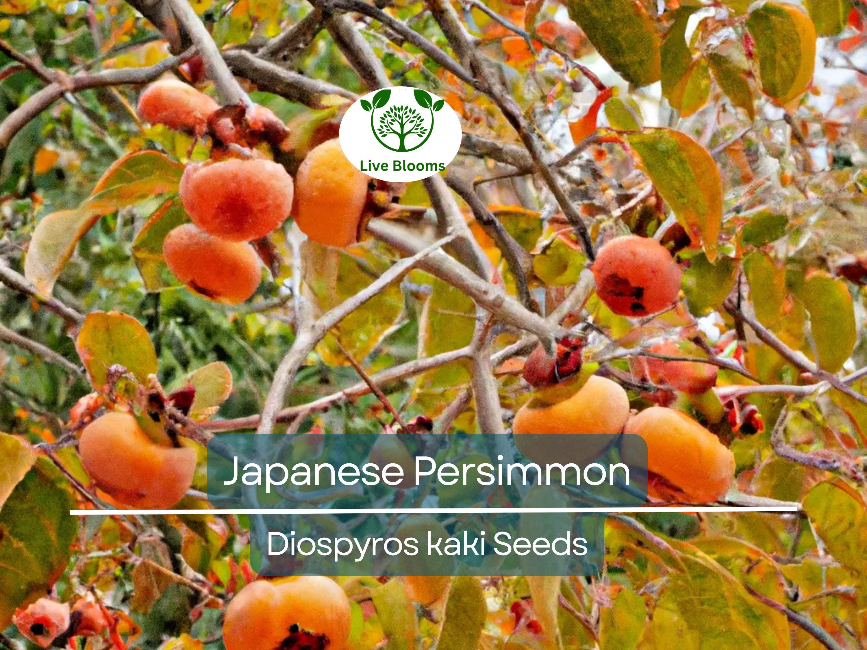 5 Japanese Persimmon Seeds (Diospyros kaki) - Edible Fruit Tree, Sweet, Nutritious Fruit for Garden or Orchard - Non-GMO, Easy to Grow