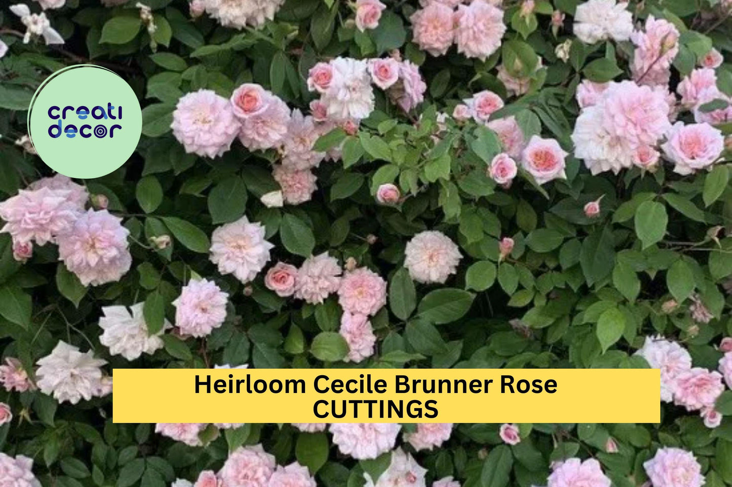 Cecile Brunner Rose Cuttings | 16 Unrooted Premium Rose Cuttings | Heirloom Fragrant Bush Rose Starter | Grow Mini Pink Blooms