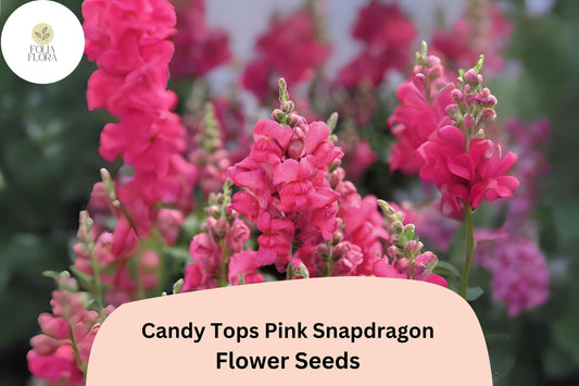 Candy Tops Pink Snapdragon Seeds (Antirrhinum majus) | 1000+ Seeds | Compact, Soft Pink Blooms for Garden & Containers