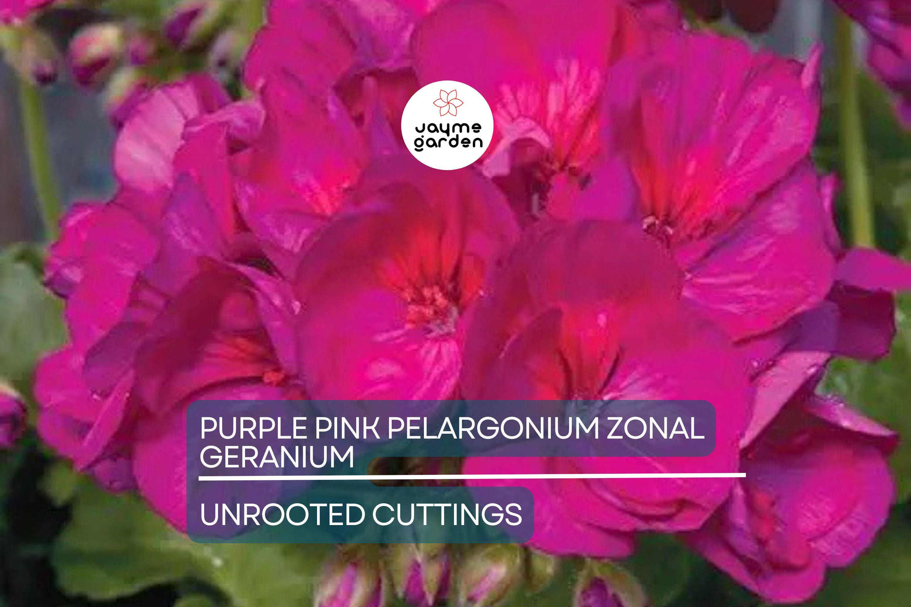 Purple Pink Pelargonium Zonal Geranium – 8 Fresh Live Starter Cuttings, 6"+ Each, Hardy & Fast-Growing, Vibrant Blooms