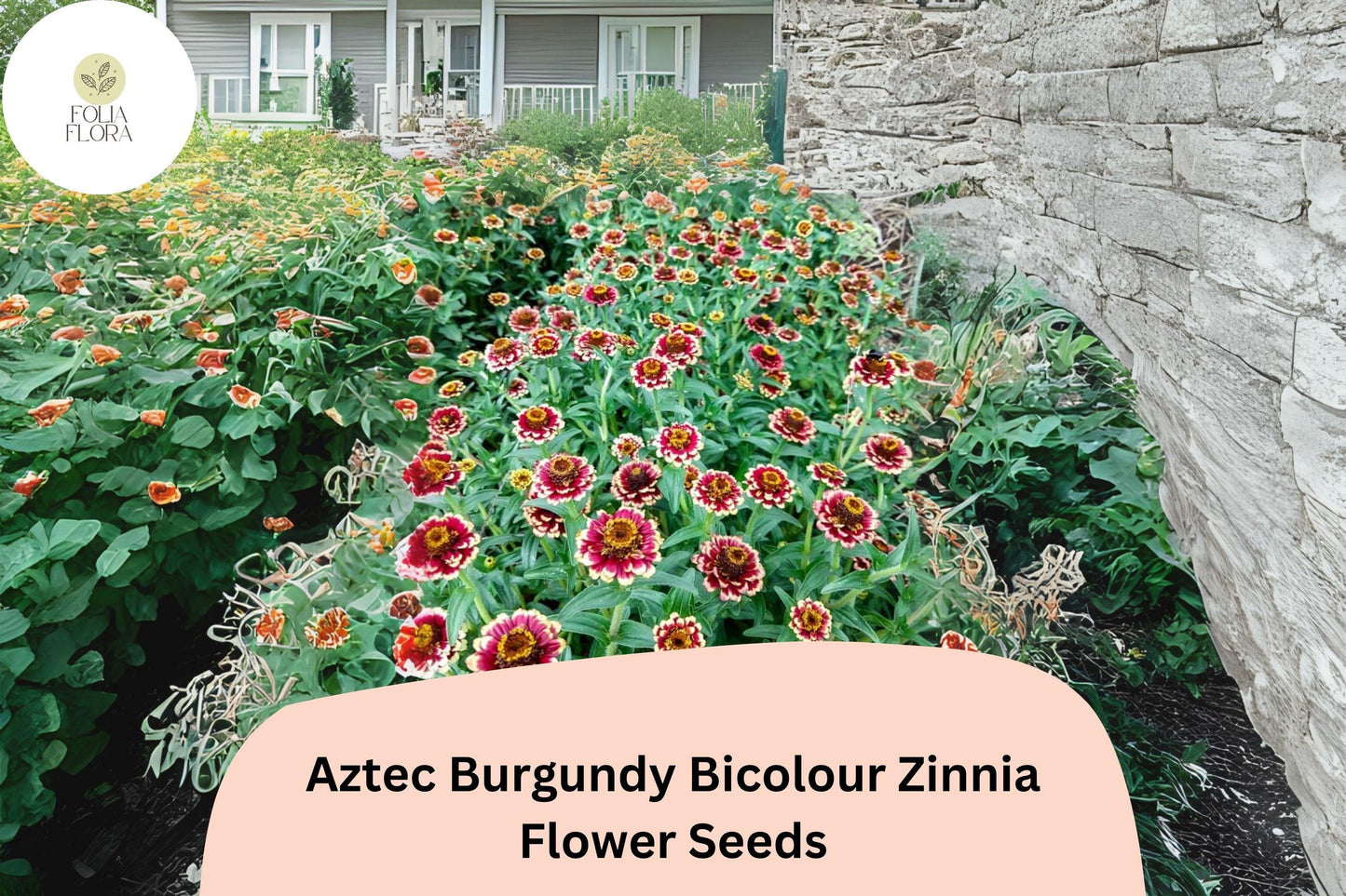 100+ Aztec Burgundy Bicolor Zinnia Seeds – Bold Red & Yellow Blooms for Garden Beds, Borders and Pots
