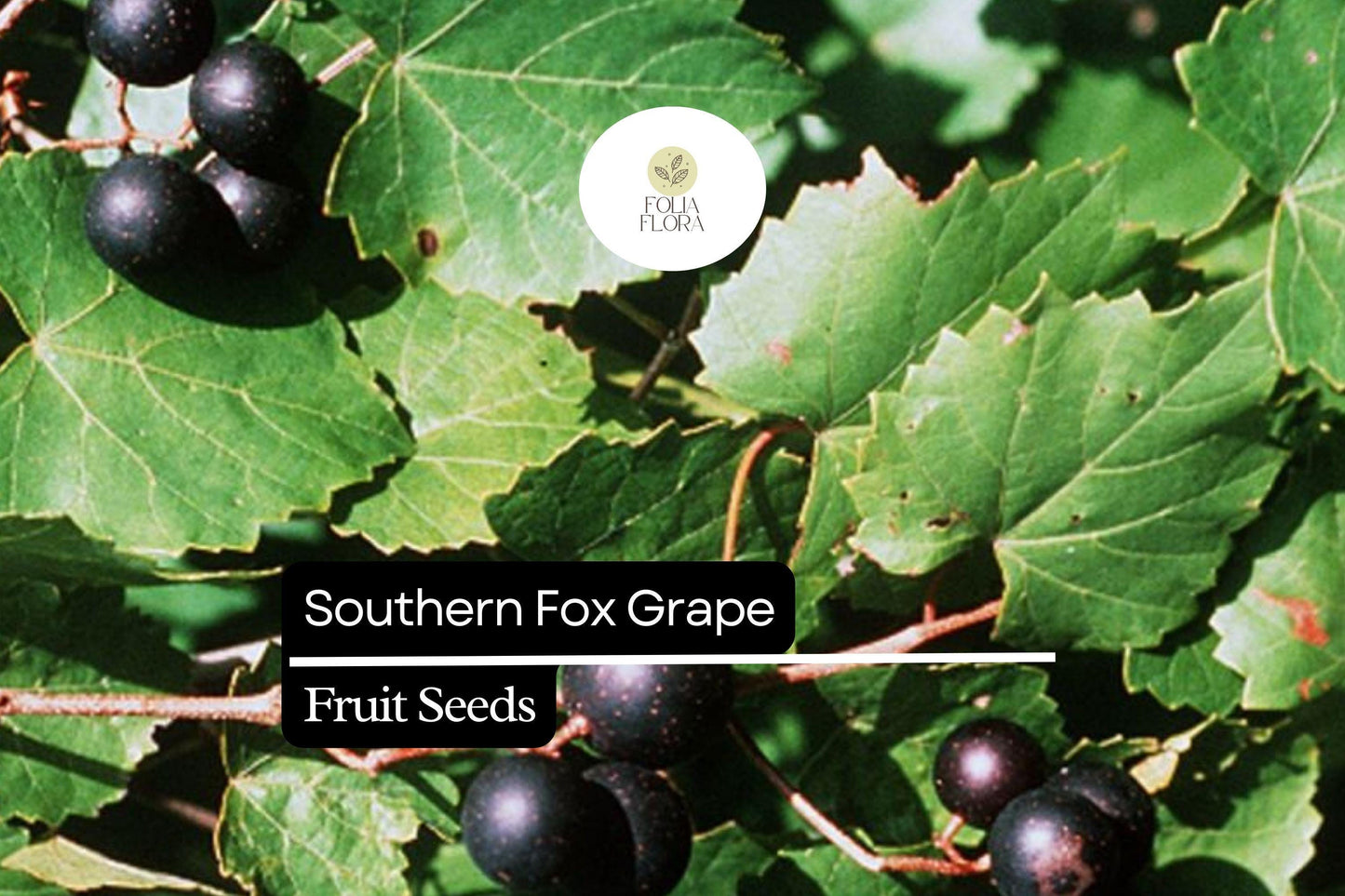 Southern Fox Grape Seeds (Vitis rotundifolia) | 25 Seeds | Grow Muscadine Grapes for Fresh Eating, Wine & Jelly