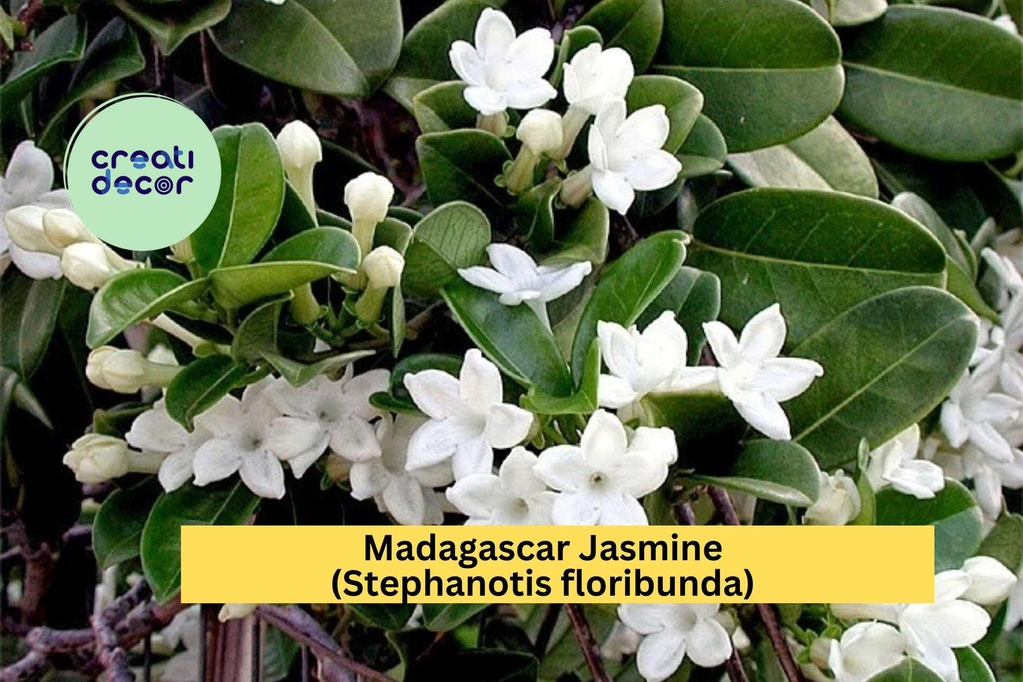 Madagascar Jasmine – Stephanotis floribunda Live Rooted Starter Plant, Evergreen Vine with Fragrant White Blooms for Home or Garden