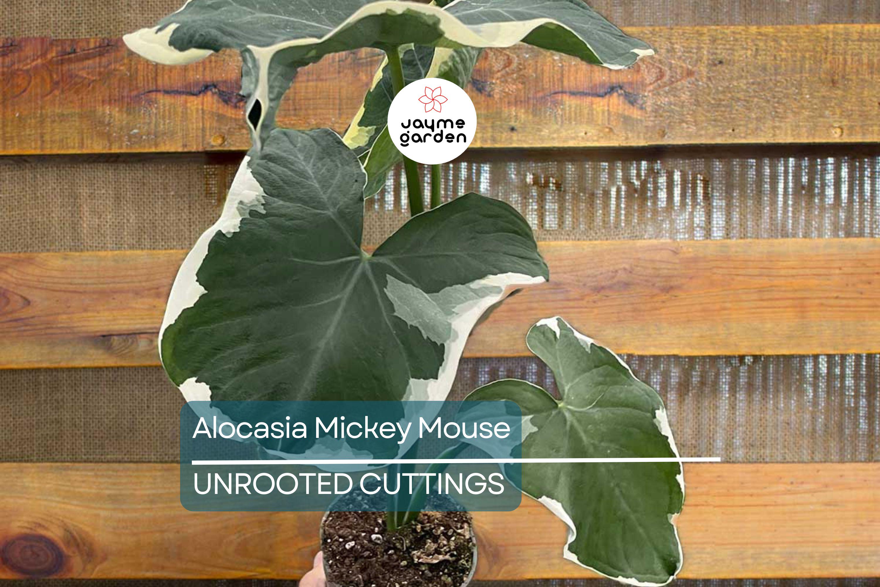 Alocasia Mickey Mouse Plant | Live Plant in 4” Pot | Exact Plant Shown | Unique Variegated Foliage | Indoor Houseplant
