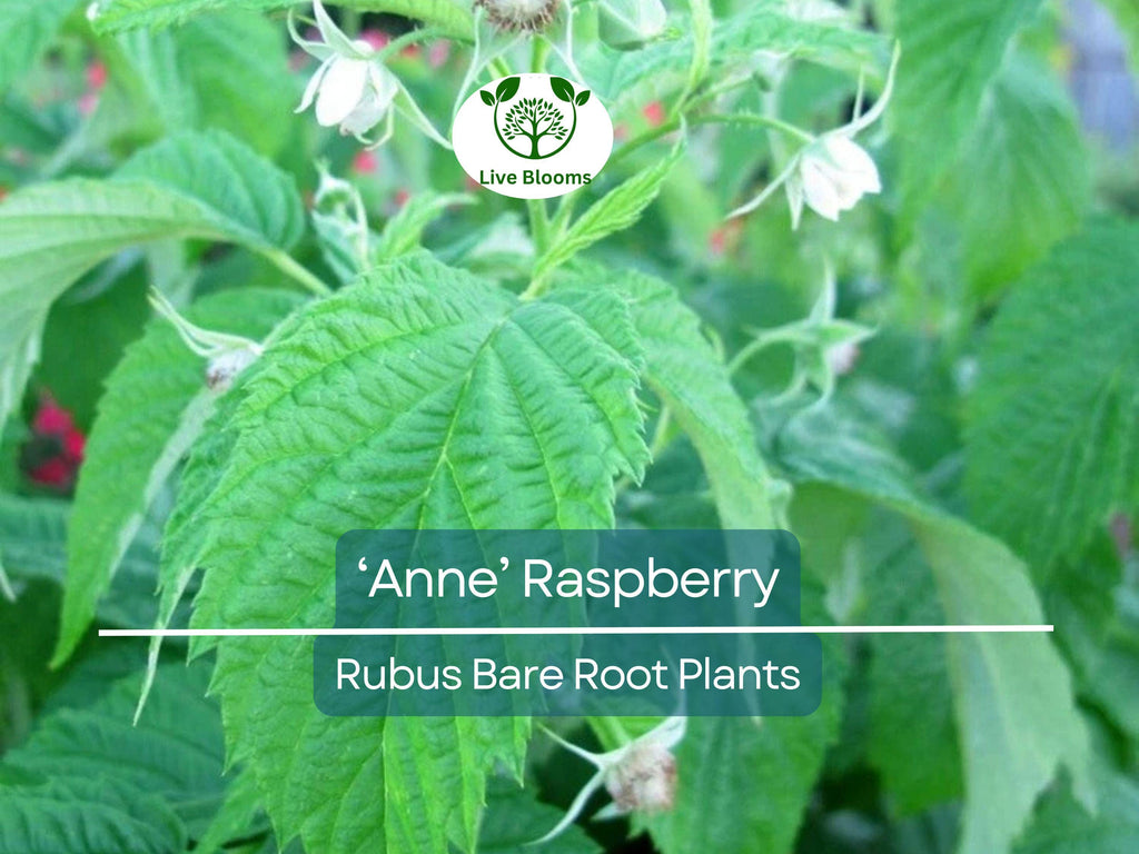 3 ‘Anne’ Raspberry Plants – Bare Root Canes – Super Sweet Yellow Berries – Fall-Bearing Raspberry for Zones 4–8