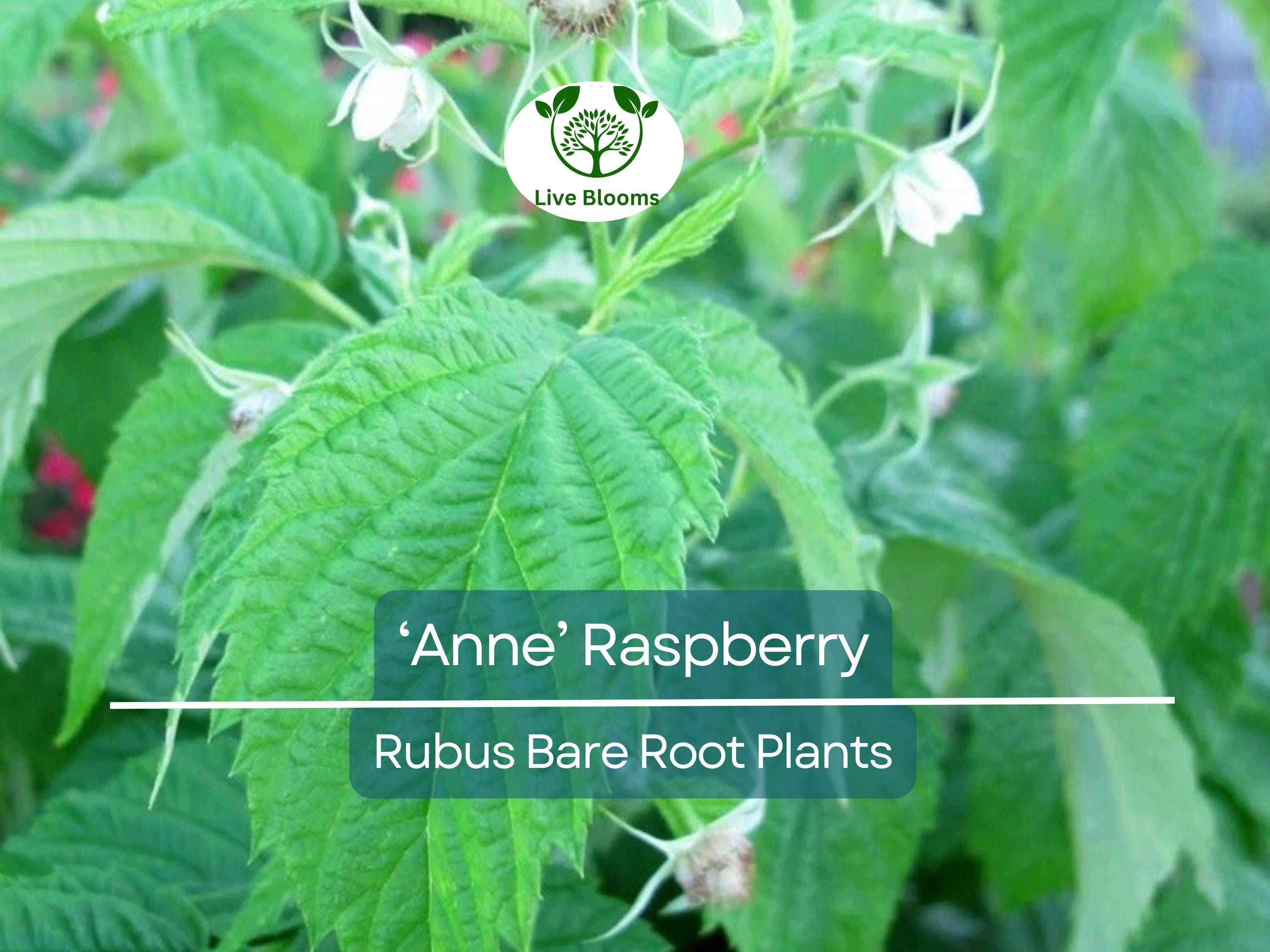 3 ‘Anne’ Raspberry Plants – Bare Root Canes – Super Sweet Yellow Berries – Fall-Bearing Raspberry for Zones 4–8
