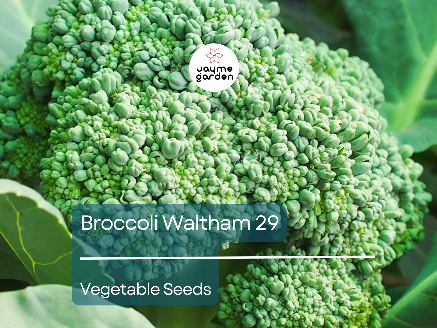 Broccoli Waltham 29 Seeds (1 Gram) - Heirloom Non-GMO Variety - High-Yield, Sweet Broccoli for Fresh Eating, Steaming, & Gardening