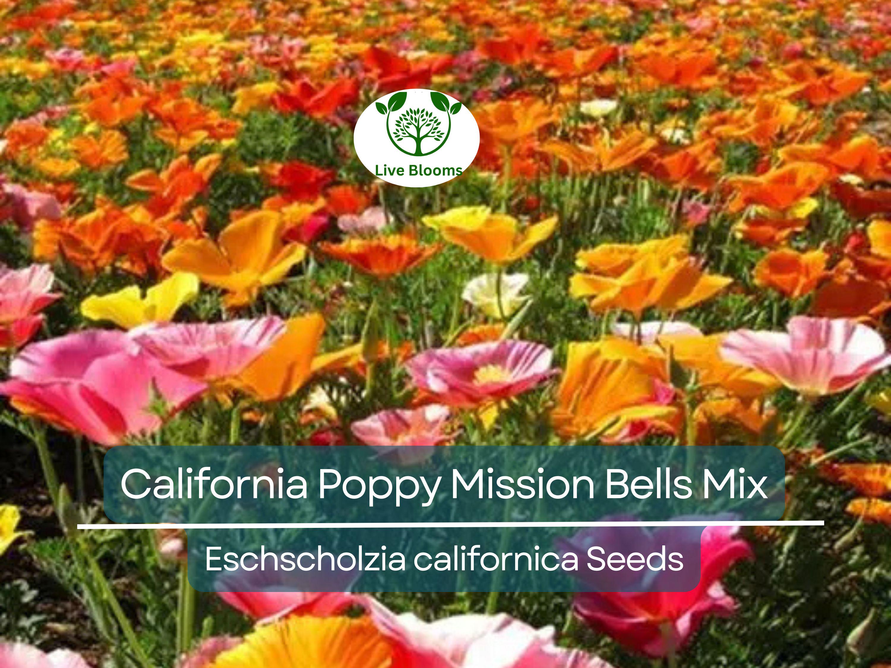 1000 Seeds California Poppy ‘Mission Bells Mix’ – Eschscholzia californica – Non-GMO Wildflower Blend – Brilliant Meadow Colors