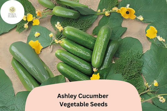 25+ Ashley Cucumber Seeds | Heirloom Slicing Variety | Disease Resistant | Non-GMO Easy Garden Planting