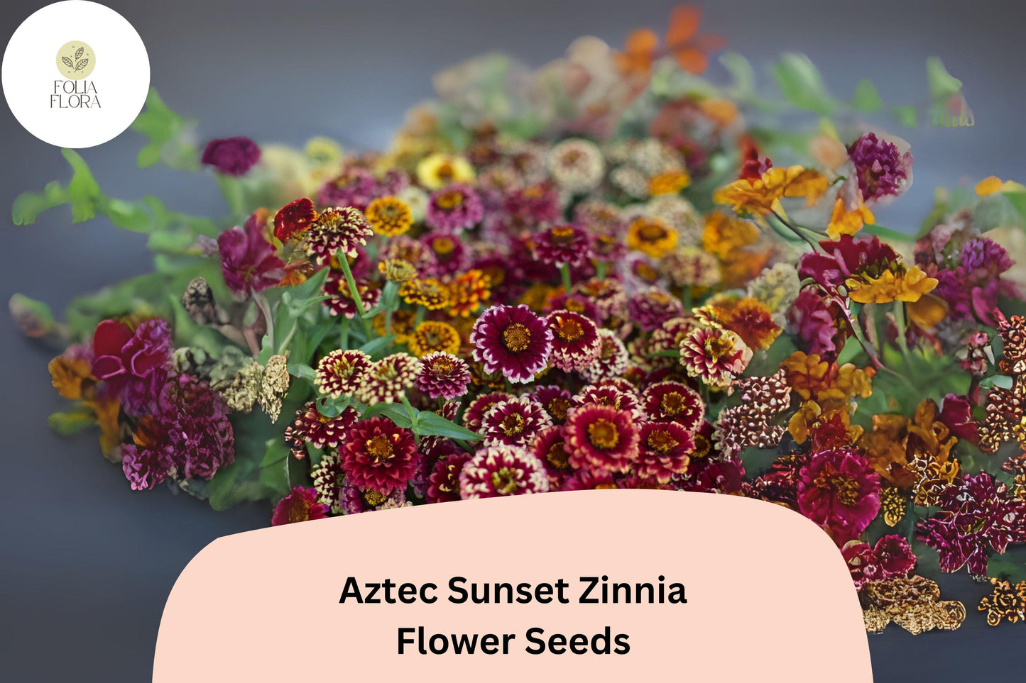 100+ Aztec Sunset Zinnia Seeds – Warm Bi-Color Blooms for Summer Gardens & Cut Flowers