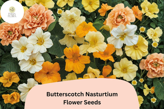 50+ Butterscotch Nasturtium Seeds | Tropaeolum majus | Warm Butterscotch Yellow Blooms | Garden Beds, Borders & Containers