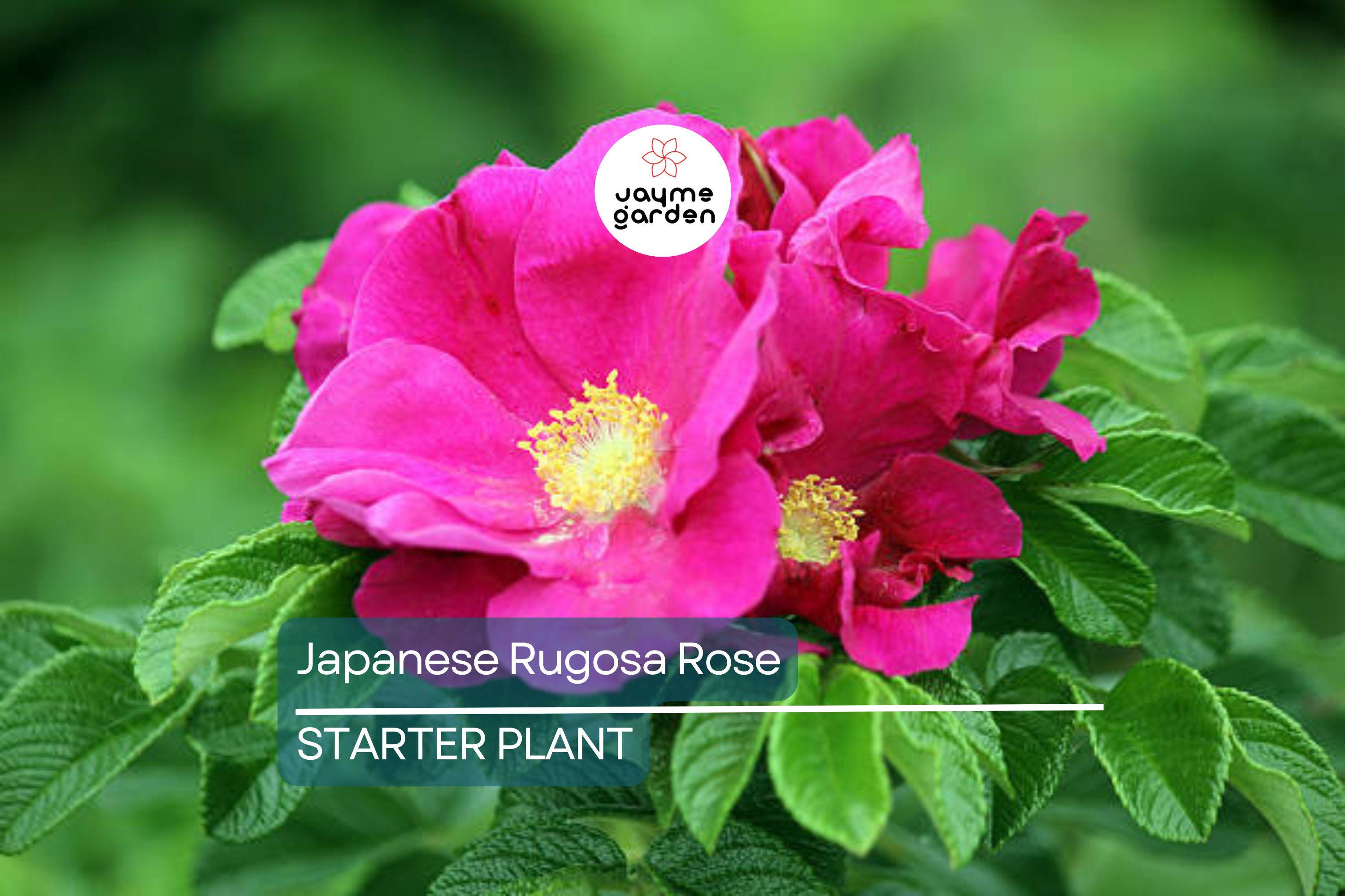 Japanese Rugosa Rose Starter Plant | Live Bare Root 6"-12" | Hardy, Fragrant Rose for Zones 5-10 | Salt-Tolerant with Pink Flowers